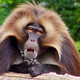 Image for article titled Gelada monkey's yodel-like gurgling could reveal origins of human speech